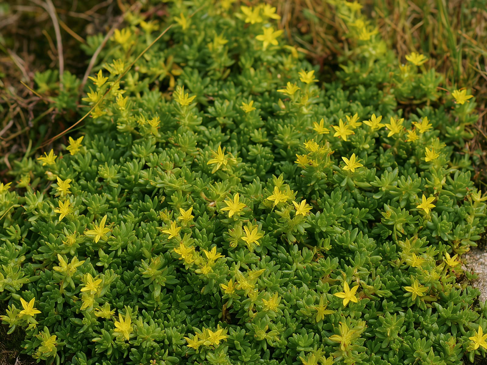 Sedum acre, biting stonecrop, a mat with yellow star-shaped flowers