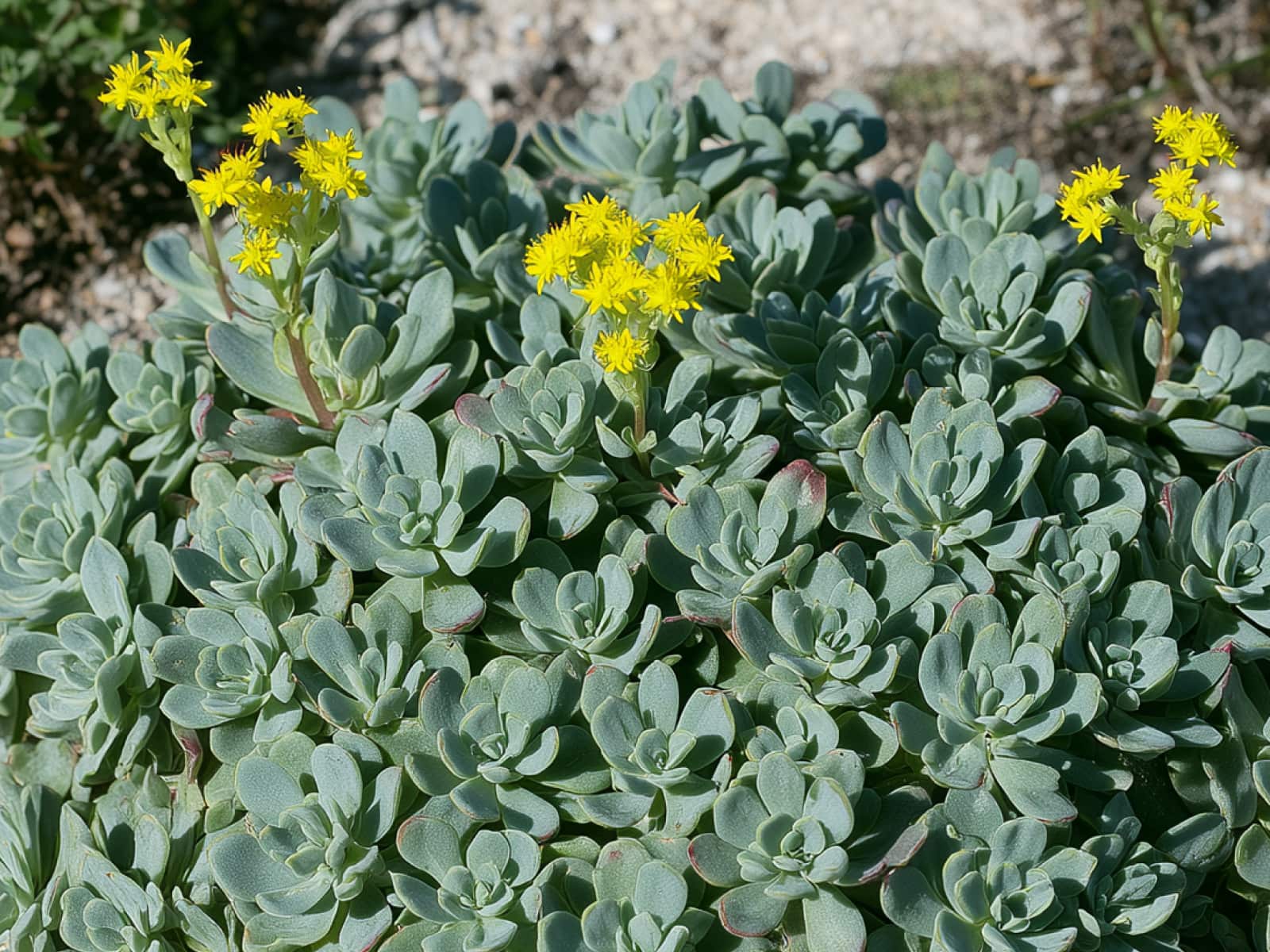Sedum spathulifolium, broadleaf stonecrop, blue-grey rosettes with yellow flowers