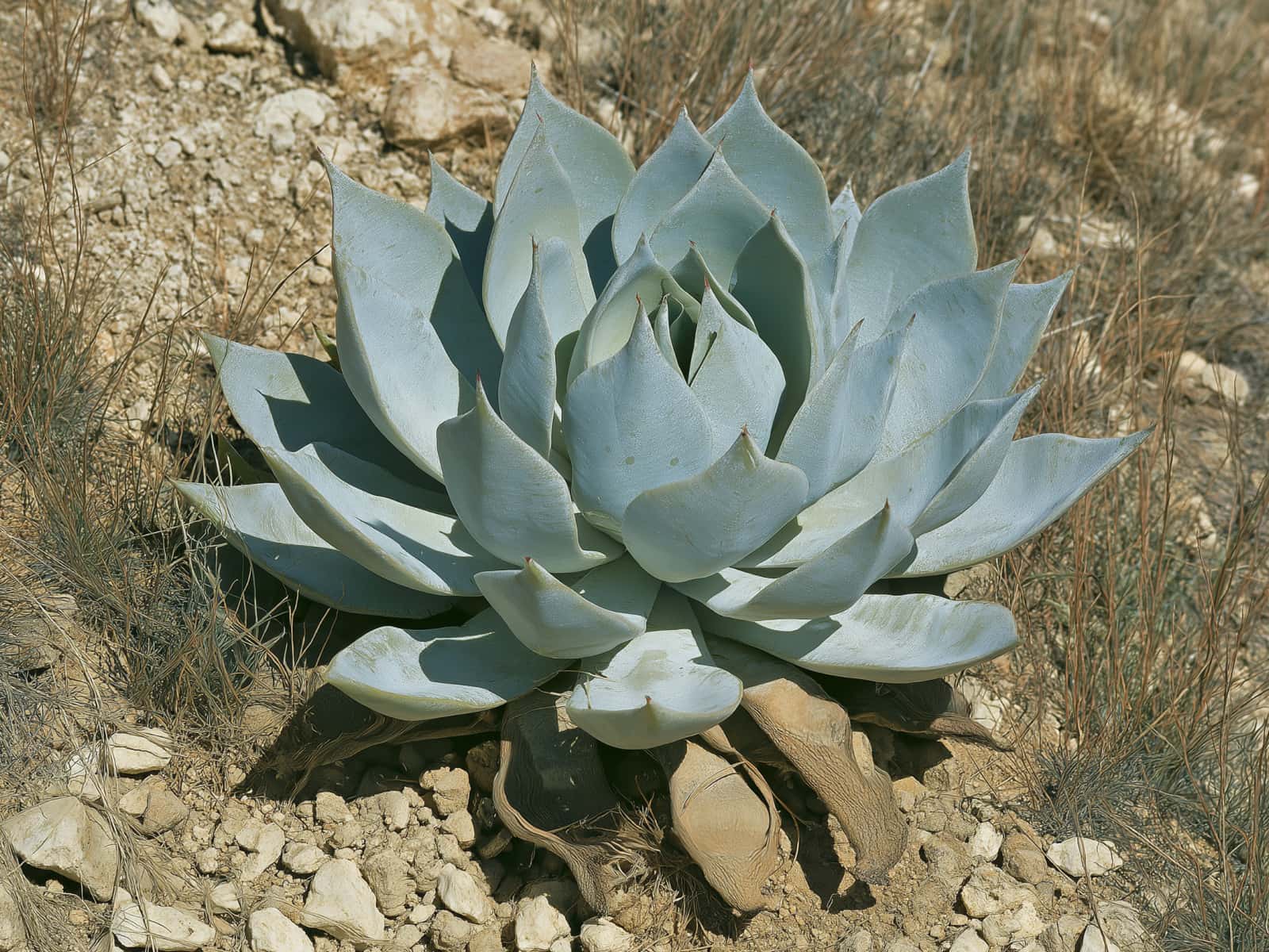 Dudleya pulverulenta, chalk dudleya, a chalk-white rosette