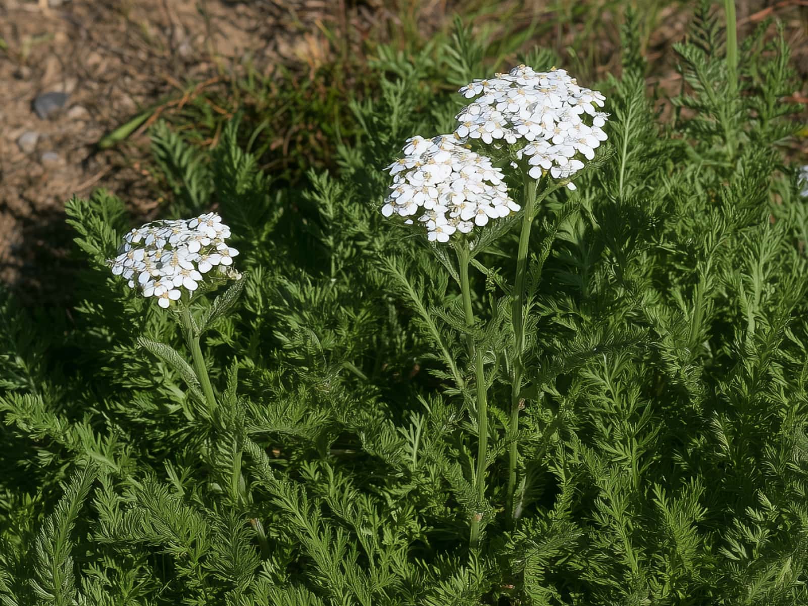 Achillea millefolium, yarrow, with white flower heads