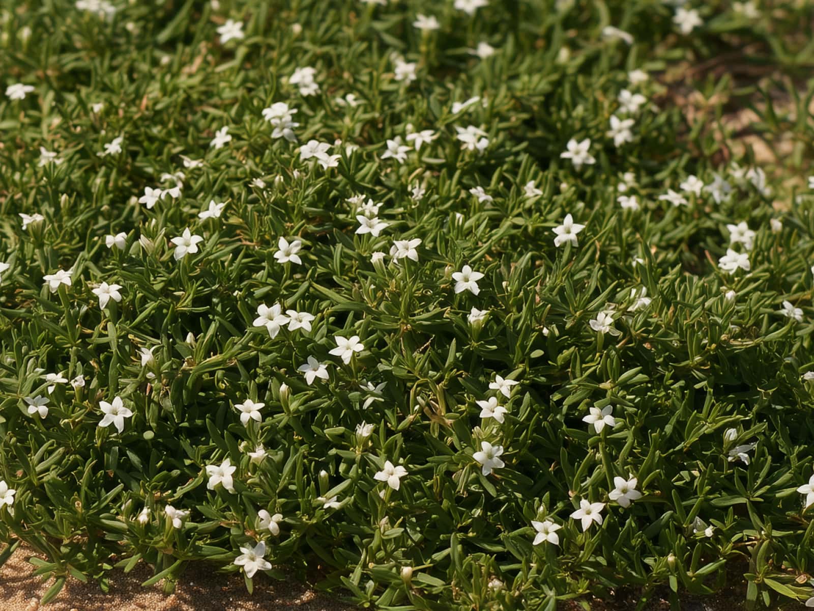 Myoporum parvifolium, creeping boobialla, a flat mat with small white flowers