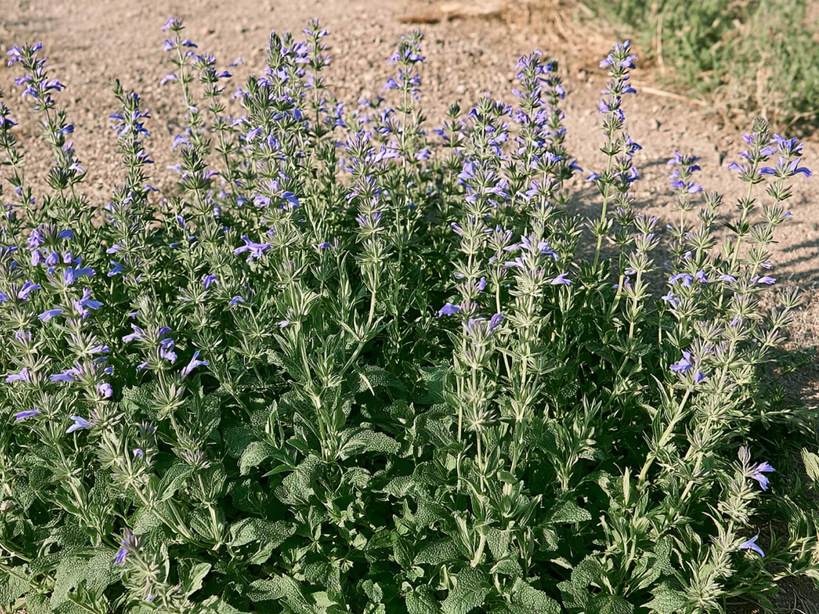 Salvia sonomensis, creeping sage, with blue-violet flower spikes