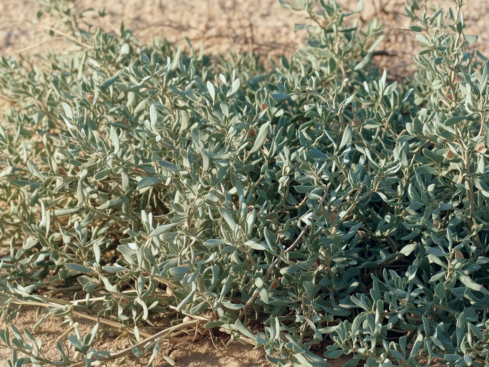 Atriplex semibaccata, creeping saltbush, grey-green foliage on sand