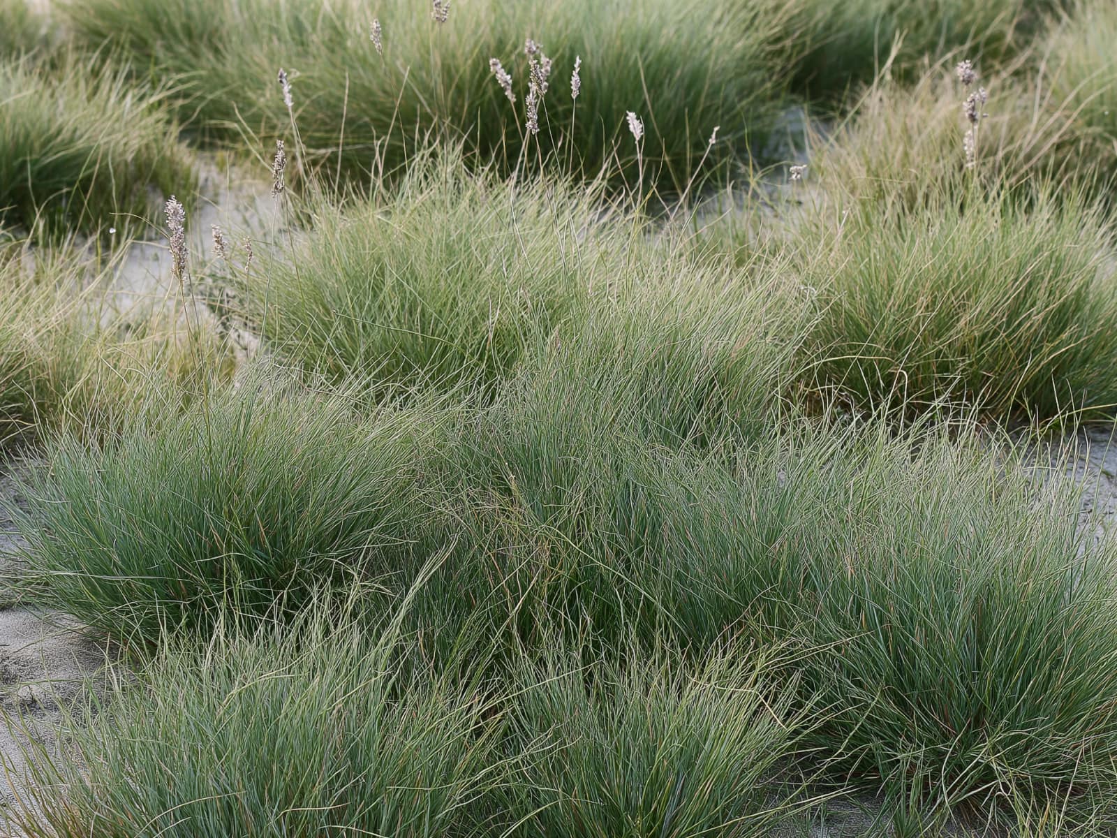 Corynephorus canescens, grey hair-grass, blue-grey tufts on sand