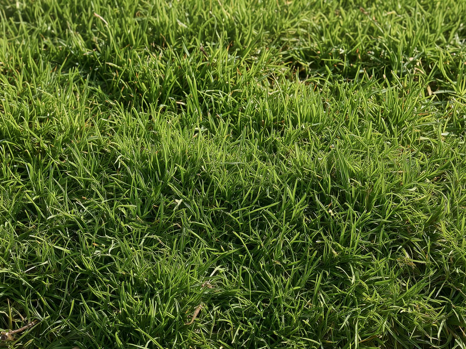 Zoysia matrella, Manila grass, a dense low lawn