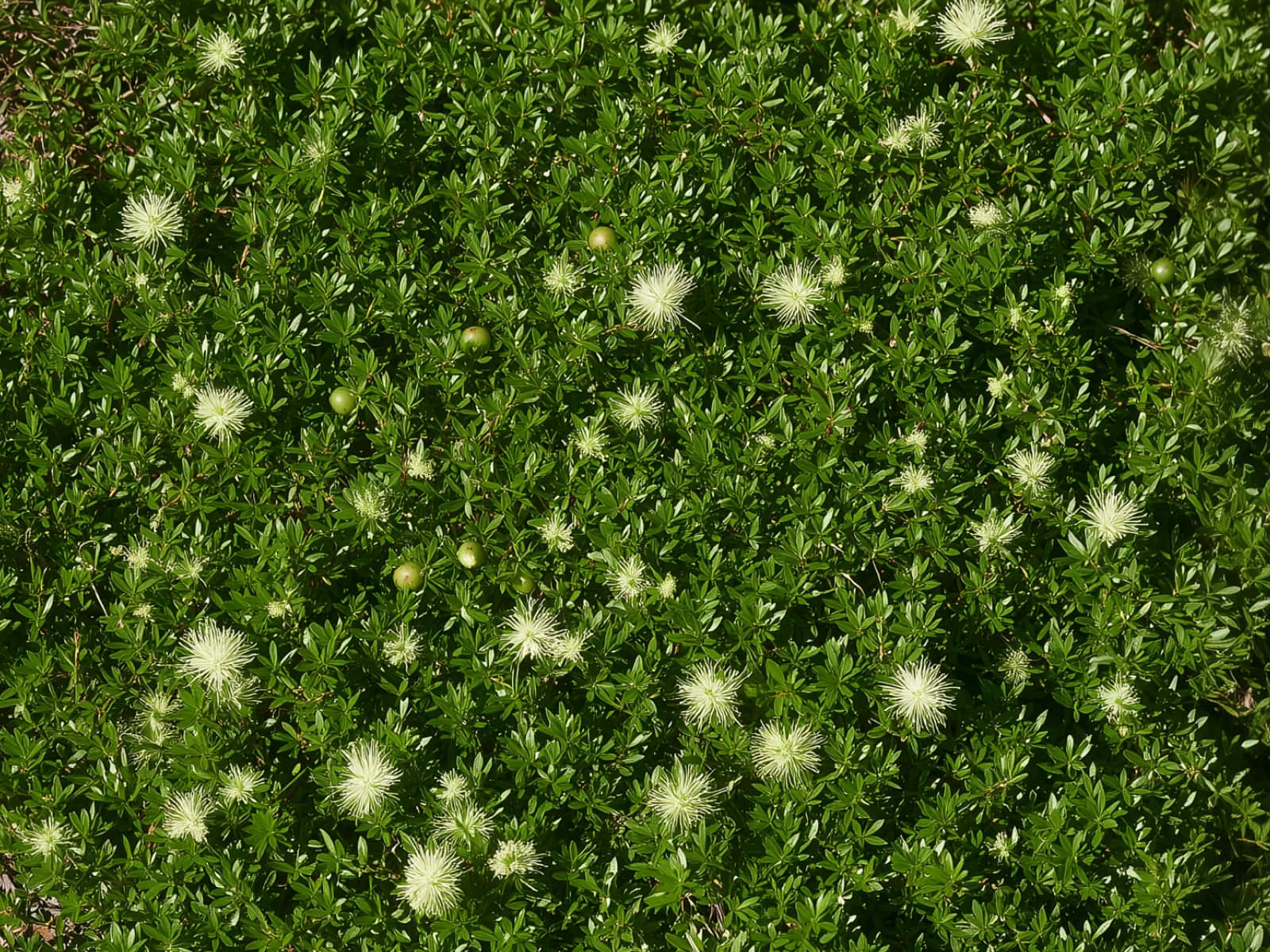 Kunzea pomifera, muntries, a green mat with cream flowers and berries