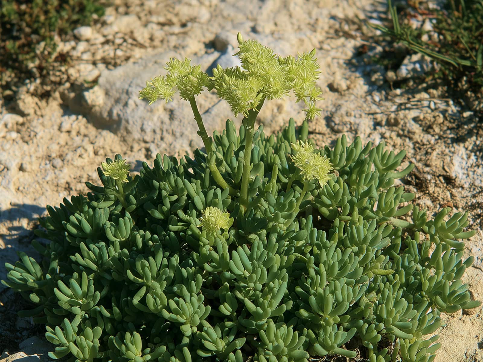 Sedum sediforme, pale stonecrop, with pale greenish-yellow flower heads