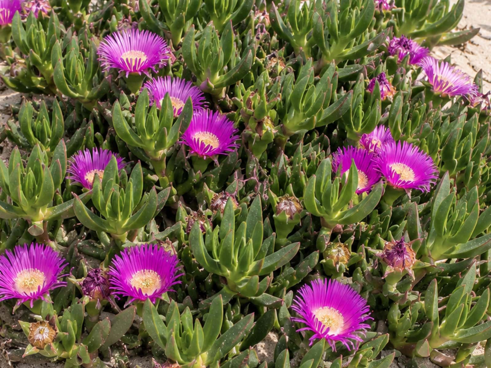Carpobrotus glaucescens, pigface, with pink-purple flowers