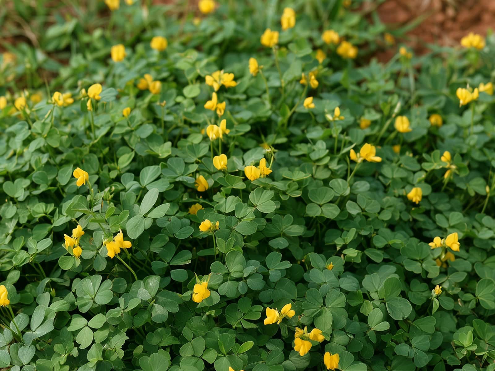 Arachis pintoi, pinto peanut, with small yellow flowers