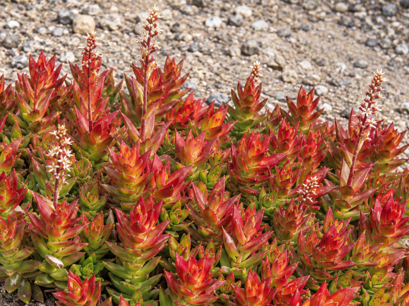 Crassula capitella, red flames, red rosettes with white flower spikes