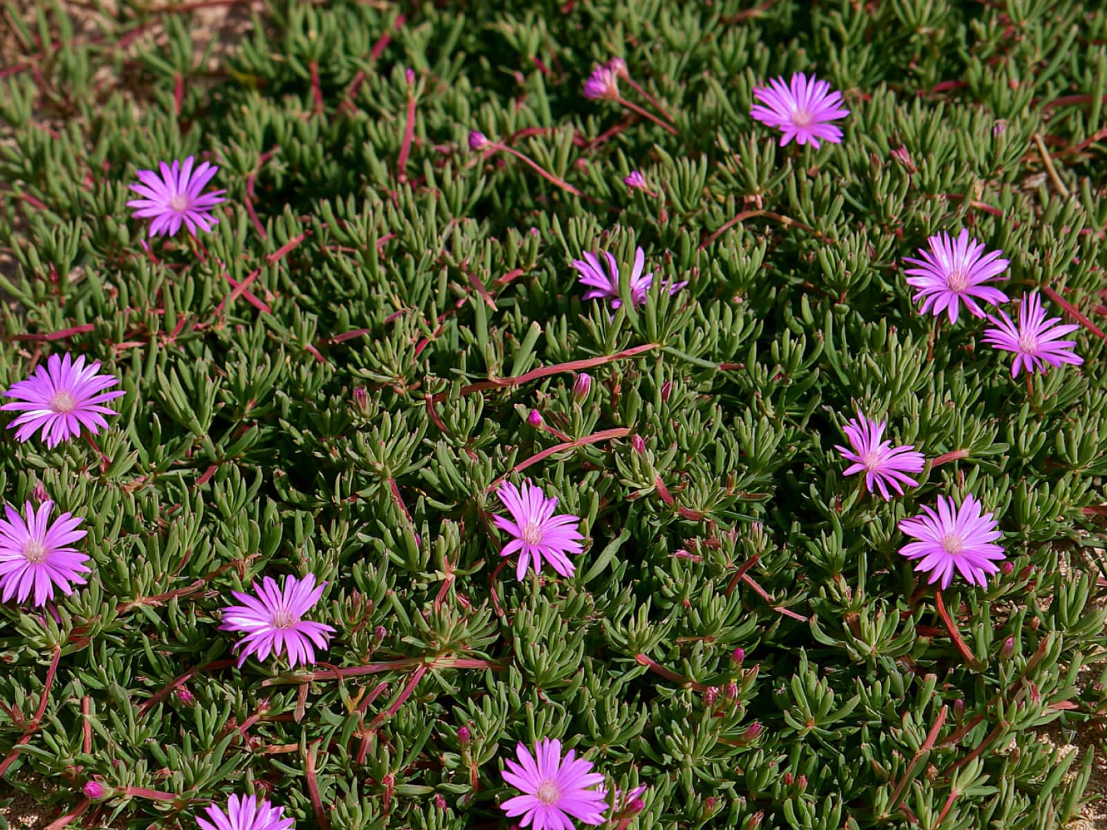 Disphyma crassifolium subsp. clavellatum, round-leaved pigface, with pink flowers