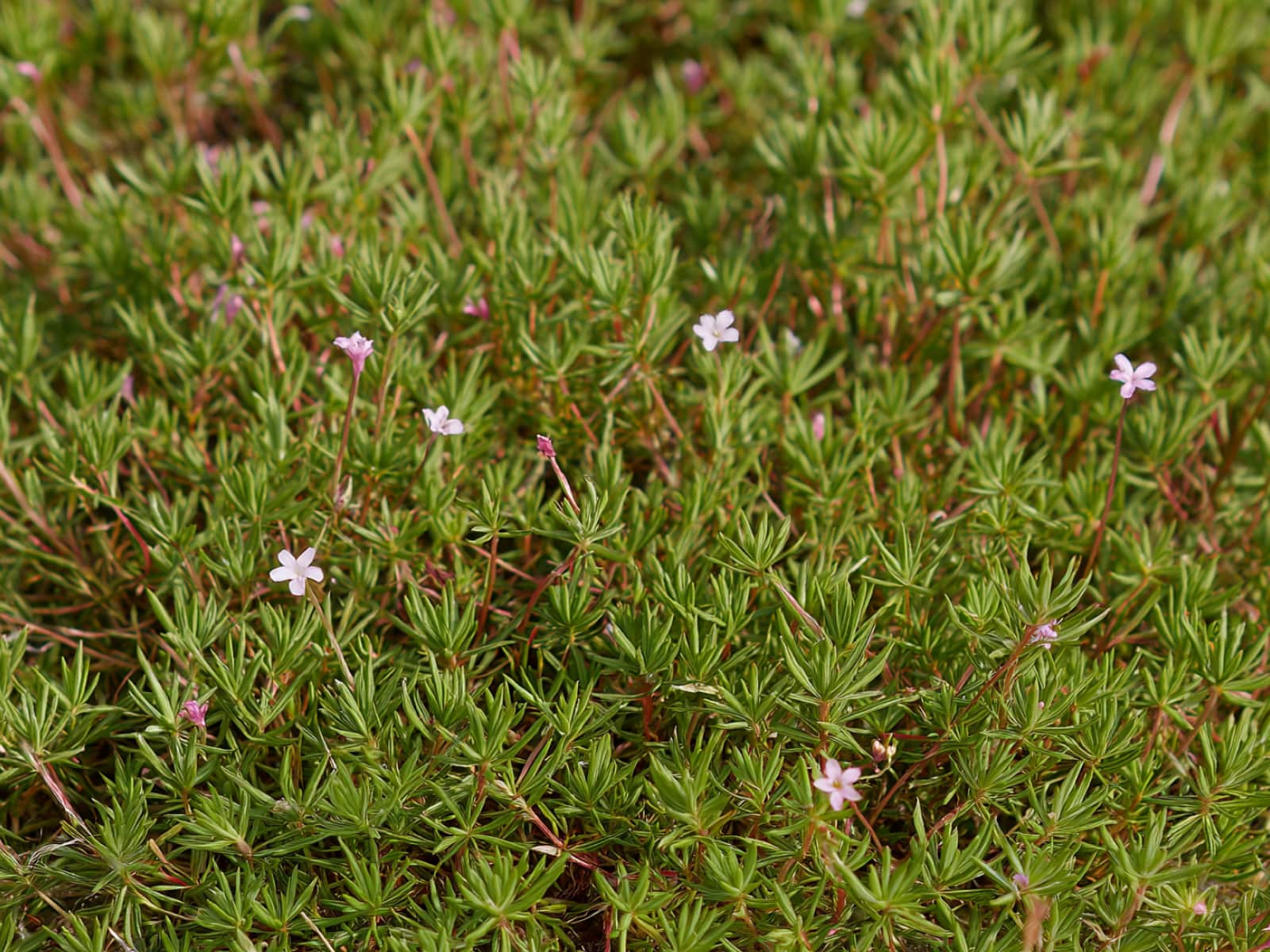 Frankenia laevis, sea heath, with small pink flowers