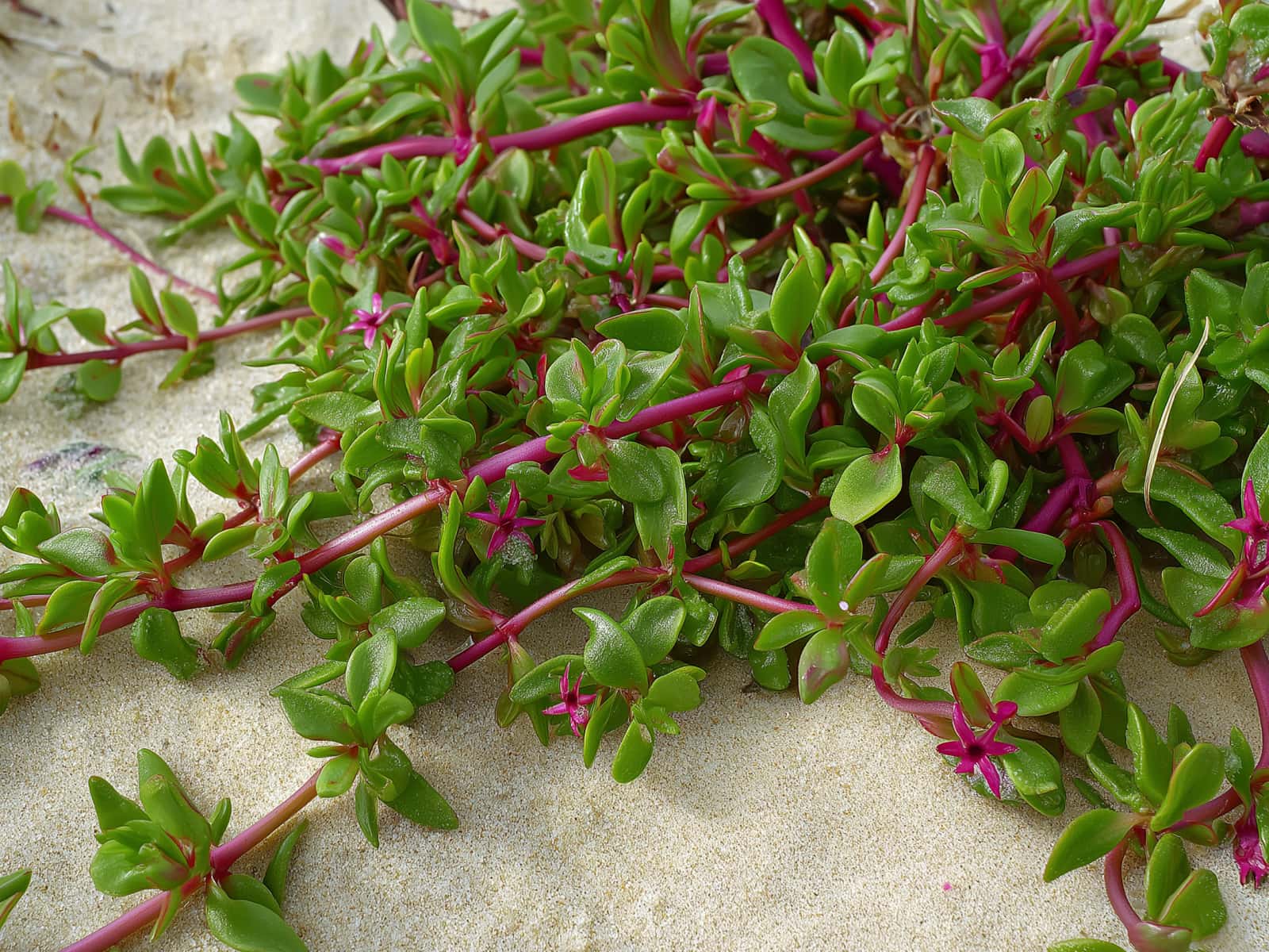 Sesuvium portulacastrum, sea purslane, trailing on sand
