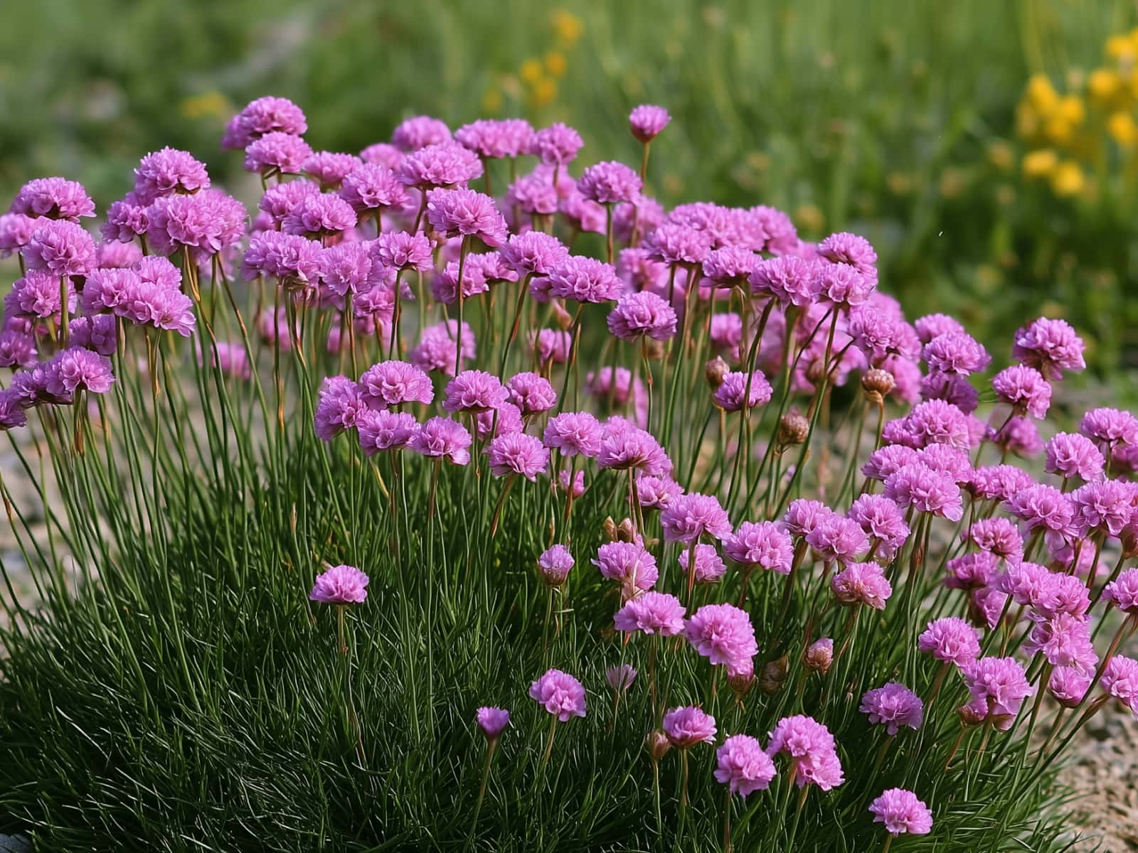 Armeria maritima, thrift, cushions with pink flower heads