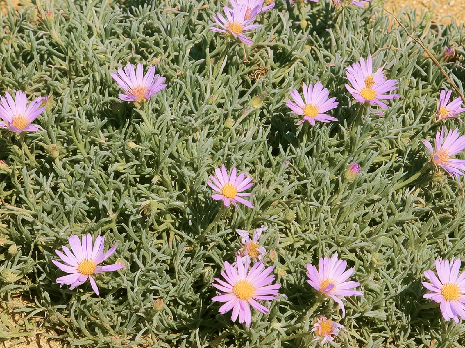 Corethrogyne filaginifolia ‘Silver Carpet’, silver carpet aster, with pale lilac flowers