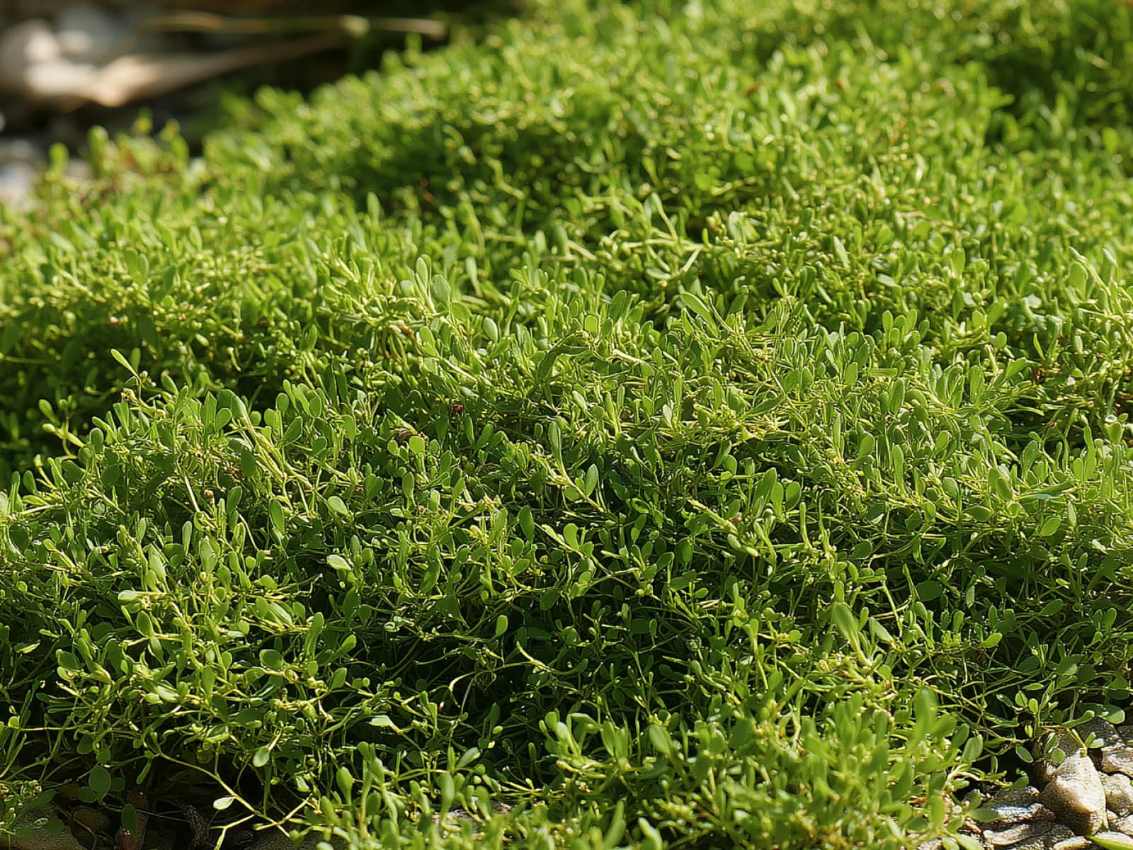 Herniaria glabra, smooth rupturewort, a dense green mat