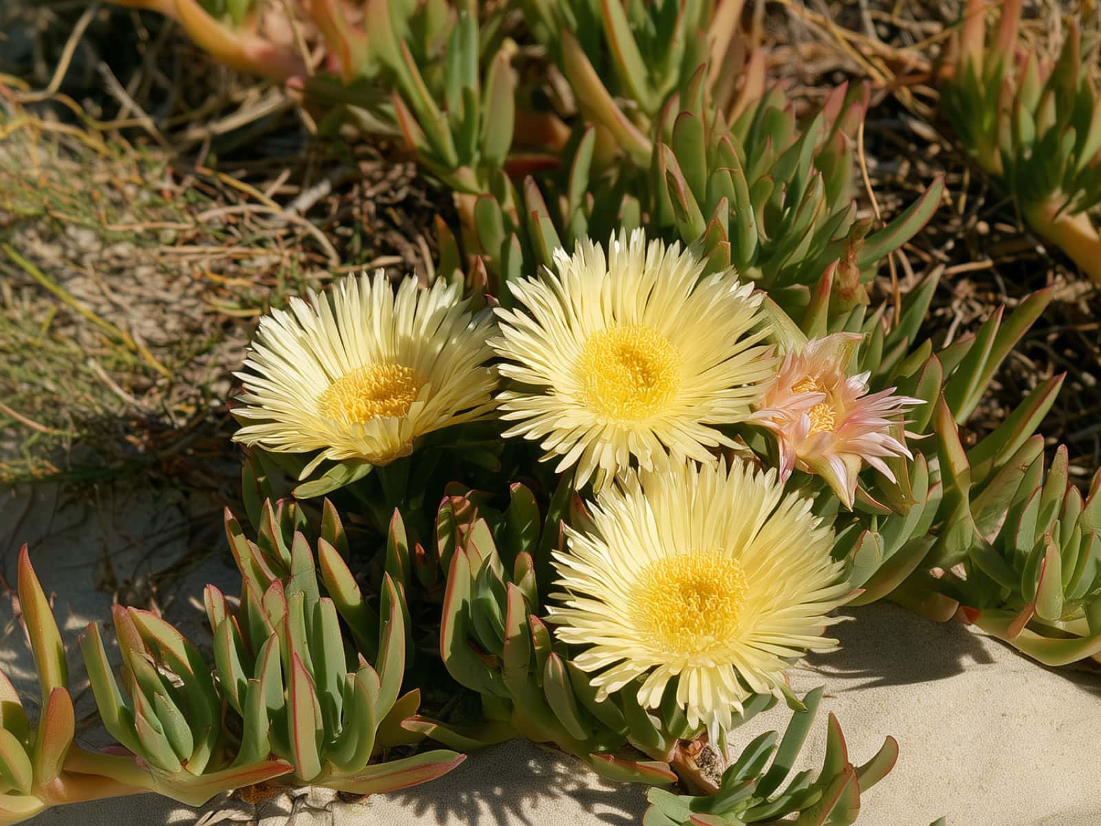 Carpobrotus edulis, sour fig, with pale yellow flowers