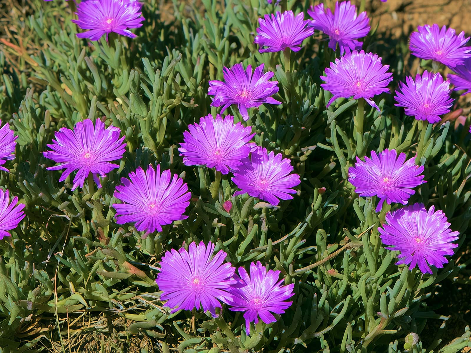 Lampranthus spectabilis, trailing ice plant, with purple flowers