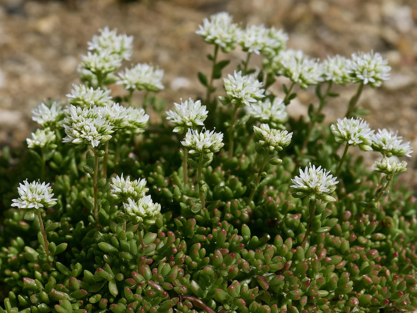 Sedum album, white stonecrop, growing as ground cover