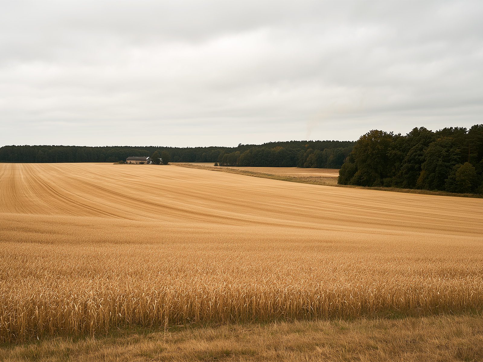 Ripe grain field with a farm building at the forest edge