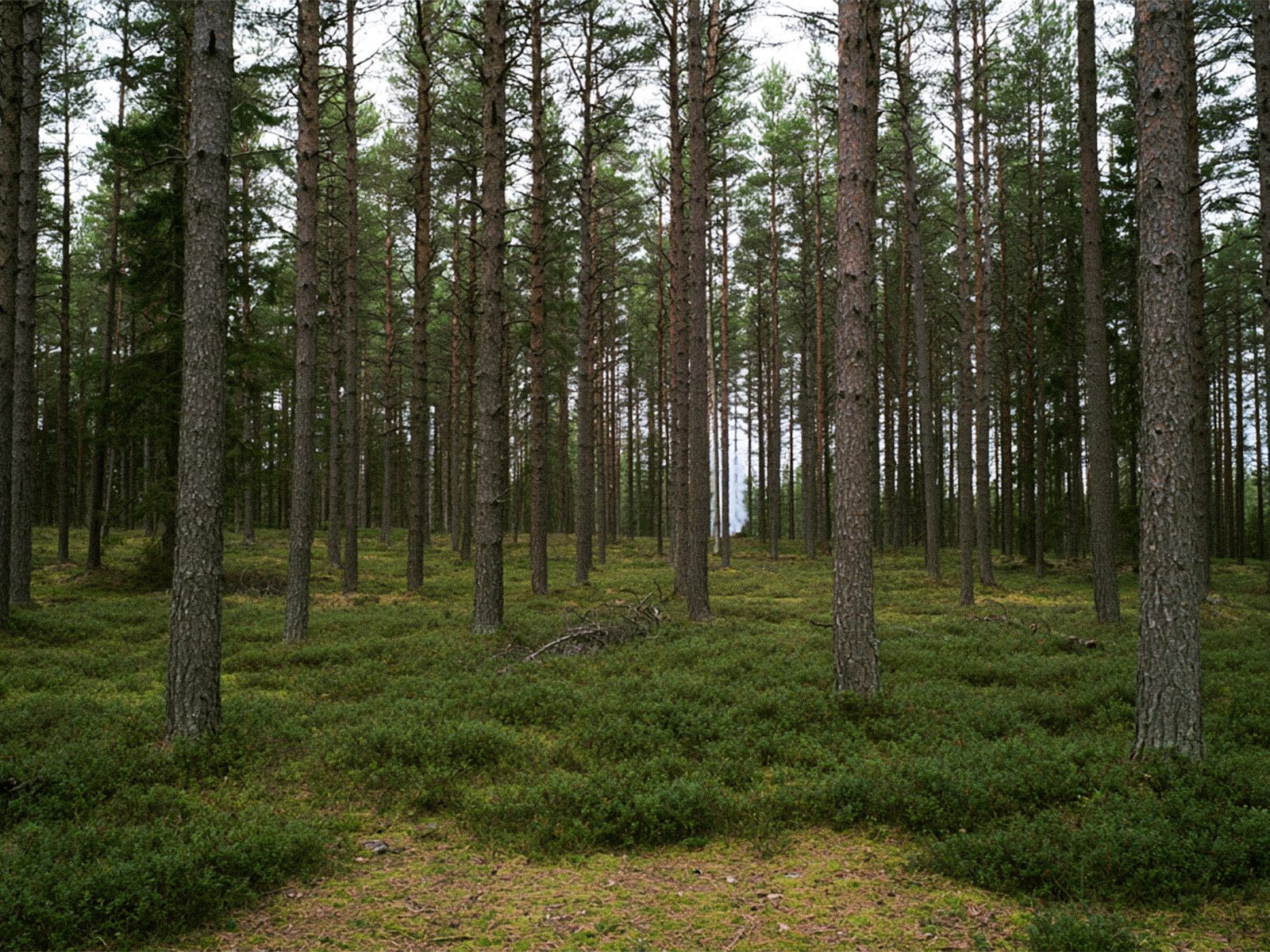 Pine forest with dense low vegetation on the ground