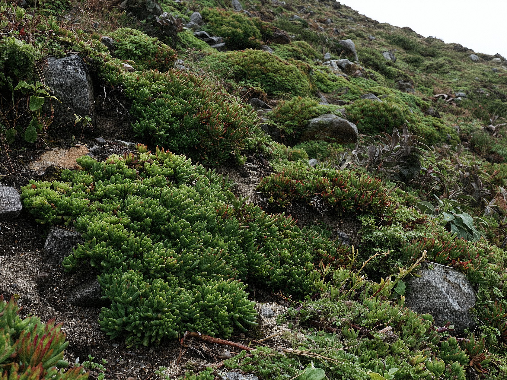 Ground-cover vegetation on dark soil in overcast light