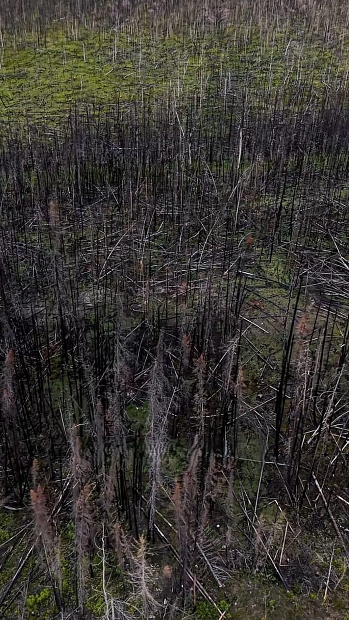 Aerial view of a burnt forest